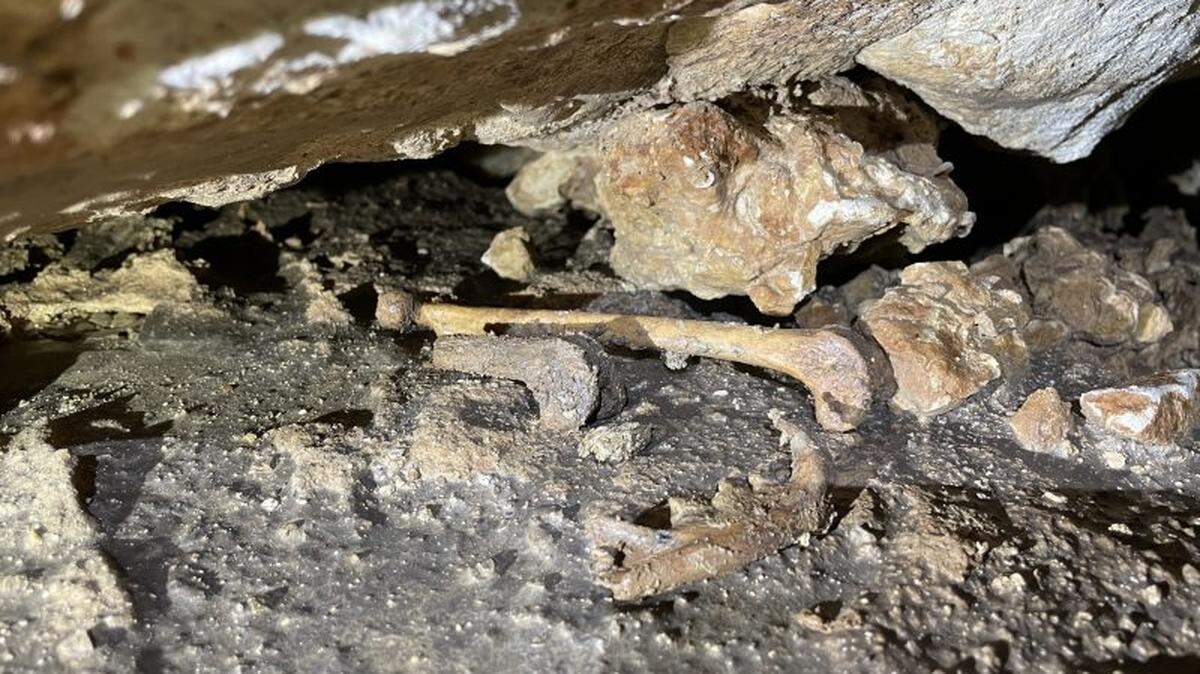 Paw prints led paleontologists to find and retrieve millennia-old wildcat bones from the depths of Natural Bridge Caverns near San Antonio.