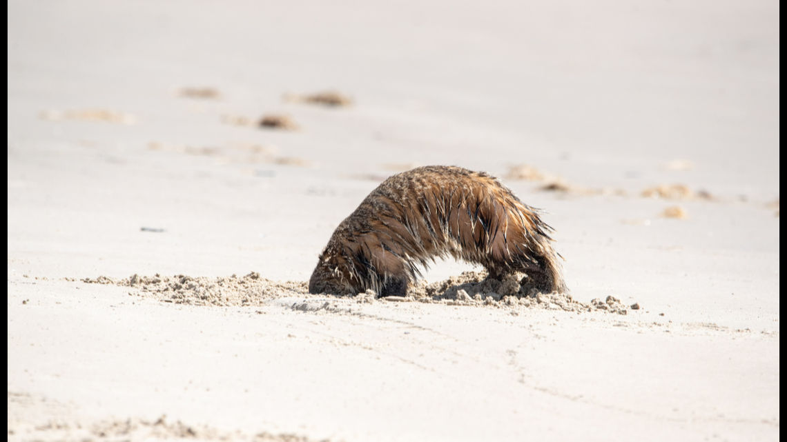 Padre Island resident Tom Howe spotted the animal while searching for a fishing spot.