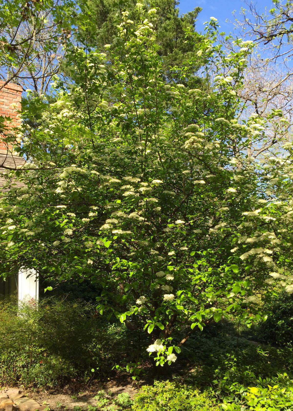 Rusty Blackhaw viburnum.