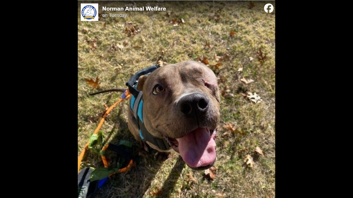 Odin’s eye was “extremely swollen” and had to be removed when he arrived at the shelter.