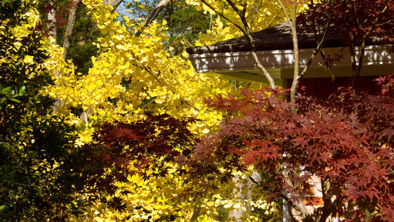 Where can you find fall color in Texas? Start by planting these trees in your yard