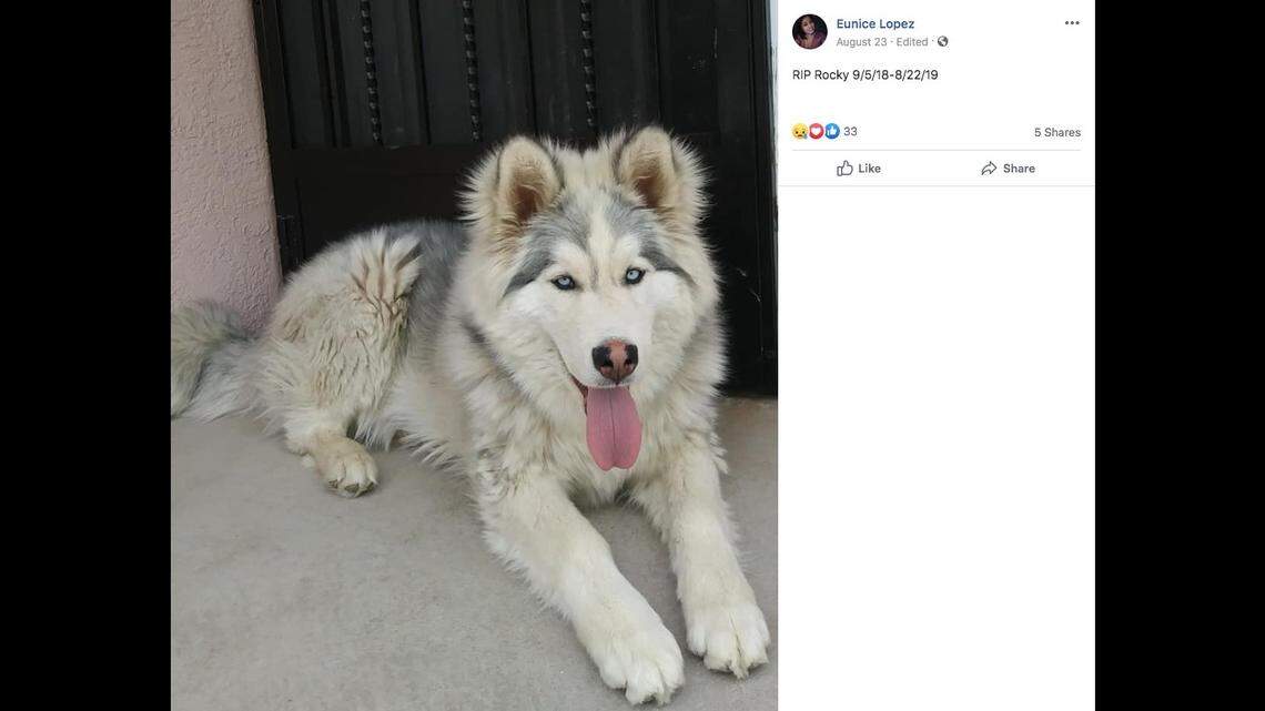 Pet groomer charged when husky puppy Rocky dies right after appointment, Texas cops say