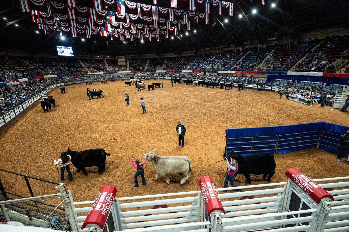 Contestants and their steers enter the arena to be judged for the Junior Livestock Judging Contest at the Fort Worth Stock Show & Rodeo on Friday, Feb. 2, 2024.