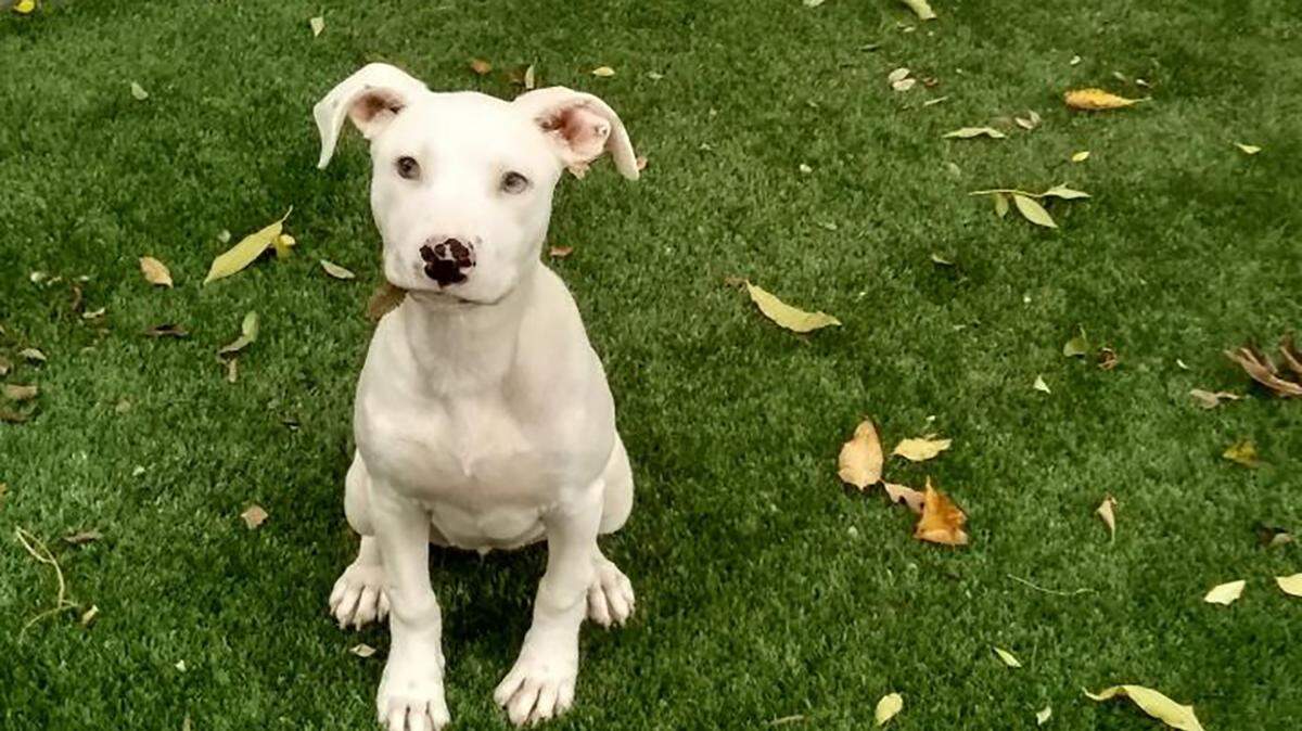 Harlow recently found her forever home, thanks to Haltom City Animal Services.