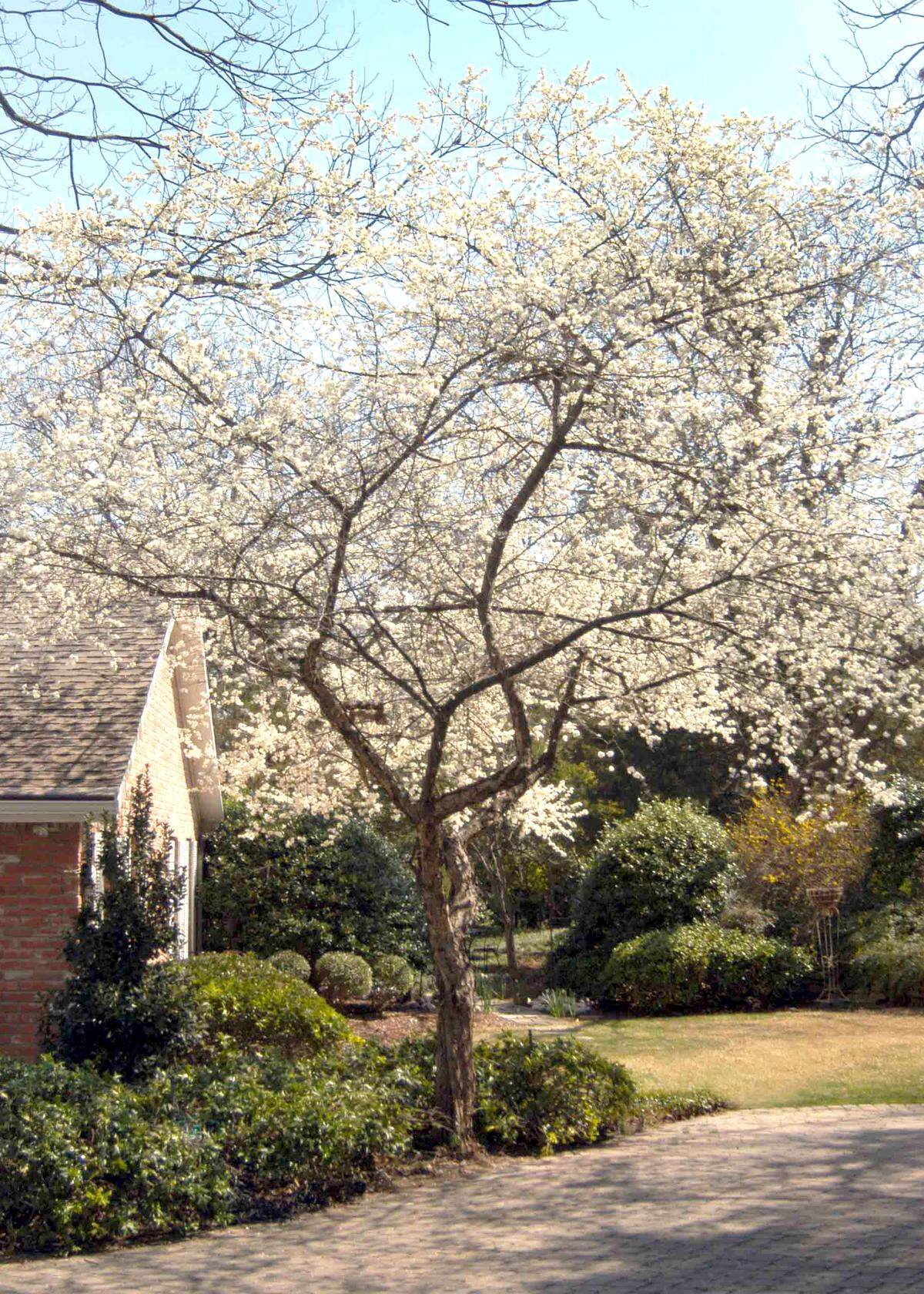 Mexican plums bloom before all others in late February and early March. 