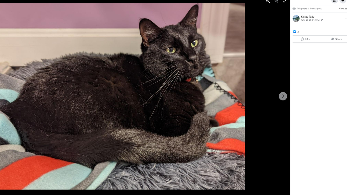 The Texas family’s trip took a turn when their motorhome crashed in Maine and their cat went missing. Remarkably, the cat was later found and returned home.