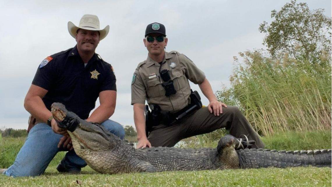 This 9’8” alligator was rescued from a concrete drainage ditch in Texas.
