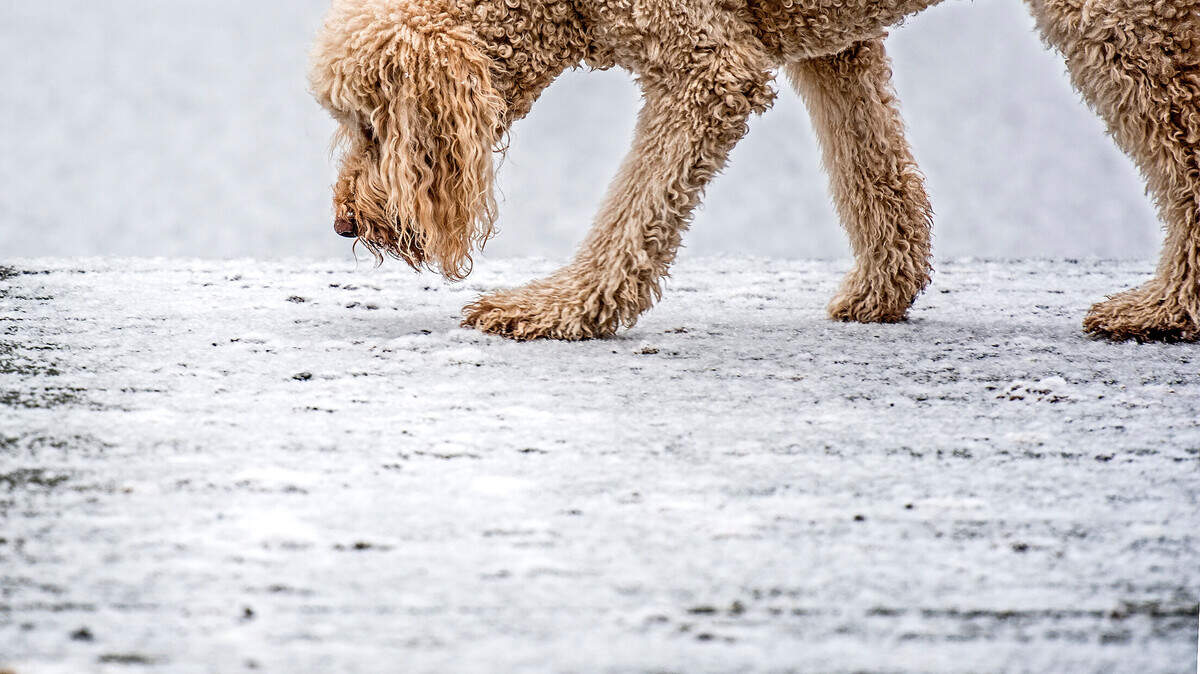 Monitor the amount of time your pet spends outside in the cold. Make potty breaks quick. Photo taken Jan. 3, 2015.