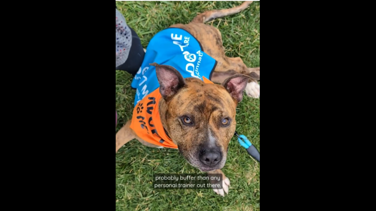 Sweet Tony has been waiting for years for his perfect home