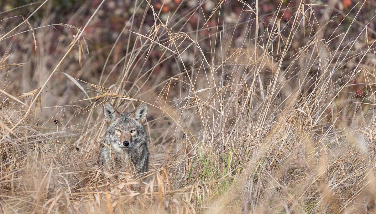 Native to North America, coyotes are smaller cousins to the wolf. They are a resilient species that can be found roaming ranch land or creeping around darkened urban street corners and alleys.