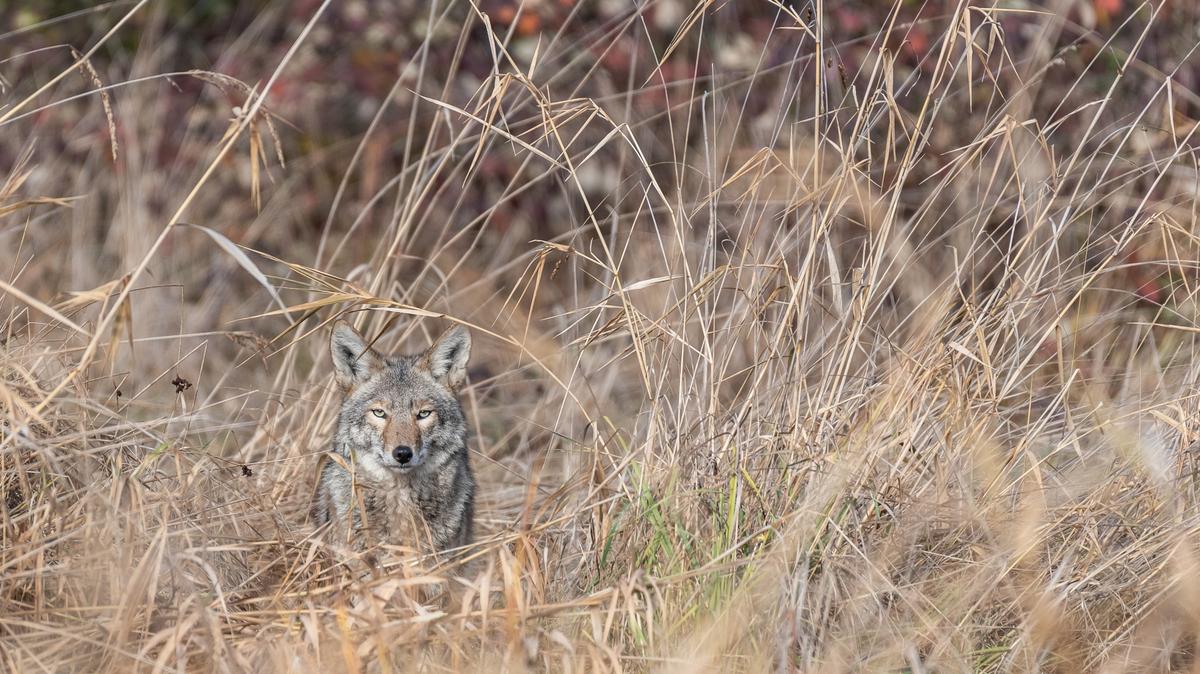 Native to North America, coyotes are smaller cousins to the wolf. They are a resilient species that can be found roaming ranch land or creeping around darkened urban street corners and alleys.