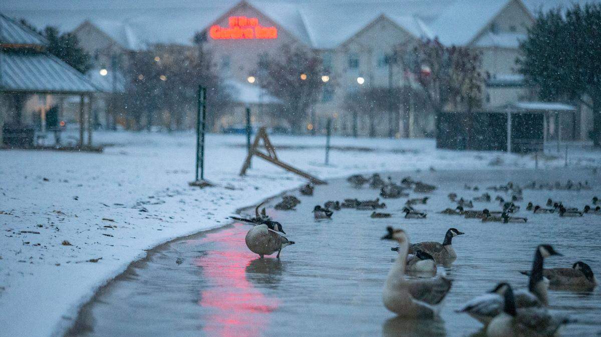 A gaggle of geese find refuge near the snow-crusted shore of Granbury City Beach early Monday morning, Jan. 15, 2024, as snow continue to fall.