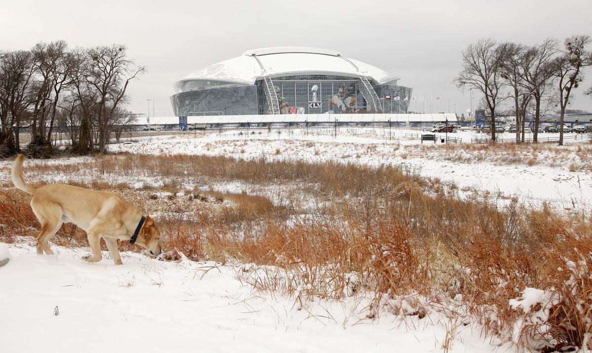A bomb sniffing dog takes a break from scanning vehicles to investigate the snow around Cowboys Stadium, site of Super Bowl XLV. About 4 inches of snow fell since overnight, Friday, February 4, 2011. (Tom Fox/The Dallas Morning News)