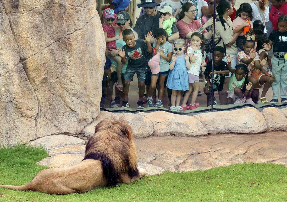 Visitors crowd the glass viewing area as Jabulani watches from his new habitat at The Fort Worth Zoo on Thursday, June 22, 2023. The Fort Worth Zoo’s Predators of Asia & Africa habitat opened to much fanfare.