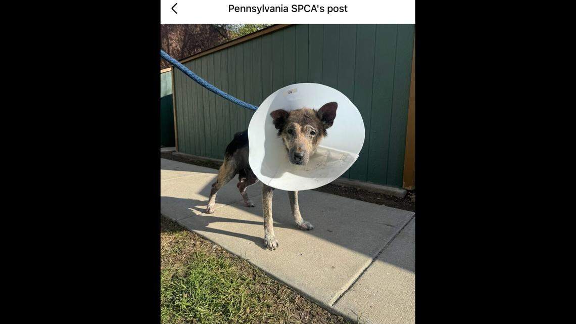 Sweet Nico with his cone.