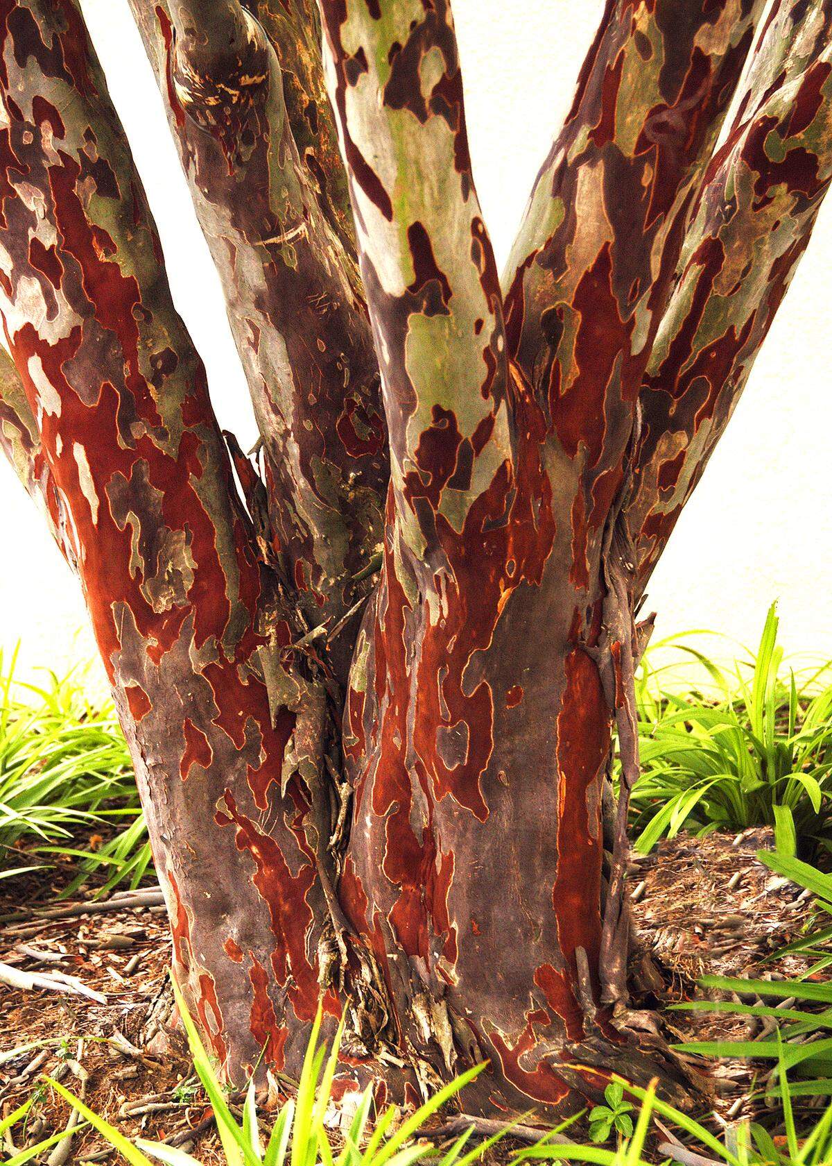 The incredible trunk of Lagerstoemia fauriei, parent of the crape myrtles from the USDA National Arboretum.