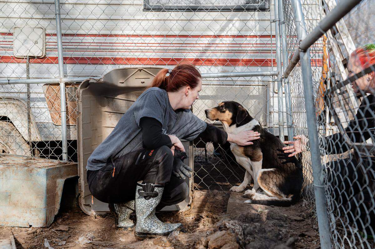 The dogs were crammed into makeshift enclosures and exposed to freezing temperatures with minimal resources, according to the Humane Society.