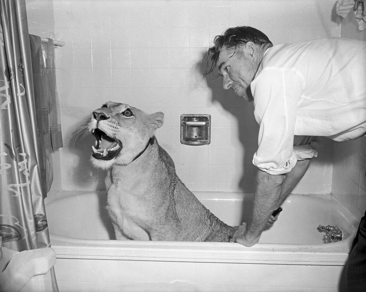 Blondie, Charles E. Hipp’s 23-month-old African lion, submits to a bath from Hipp, 1955. 