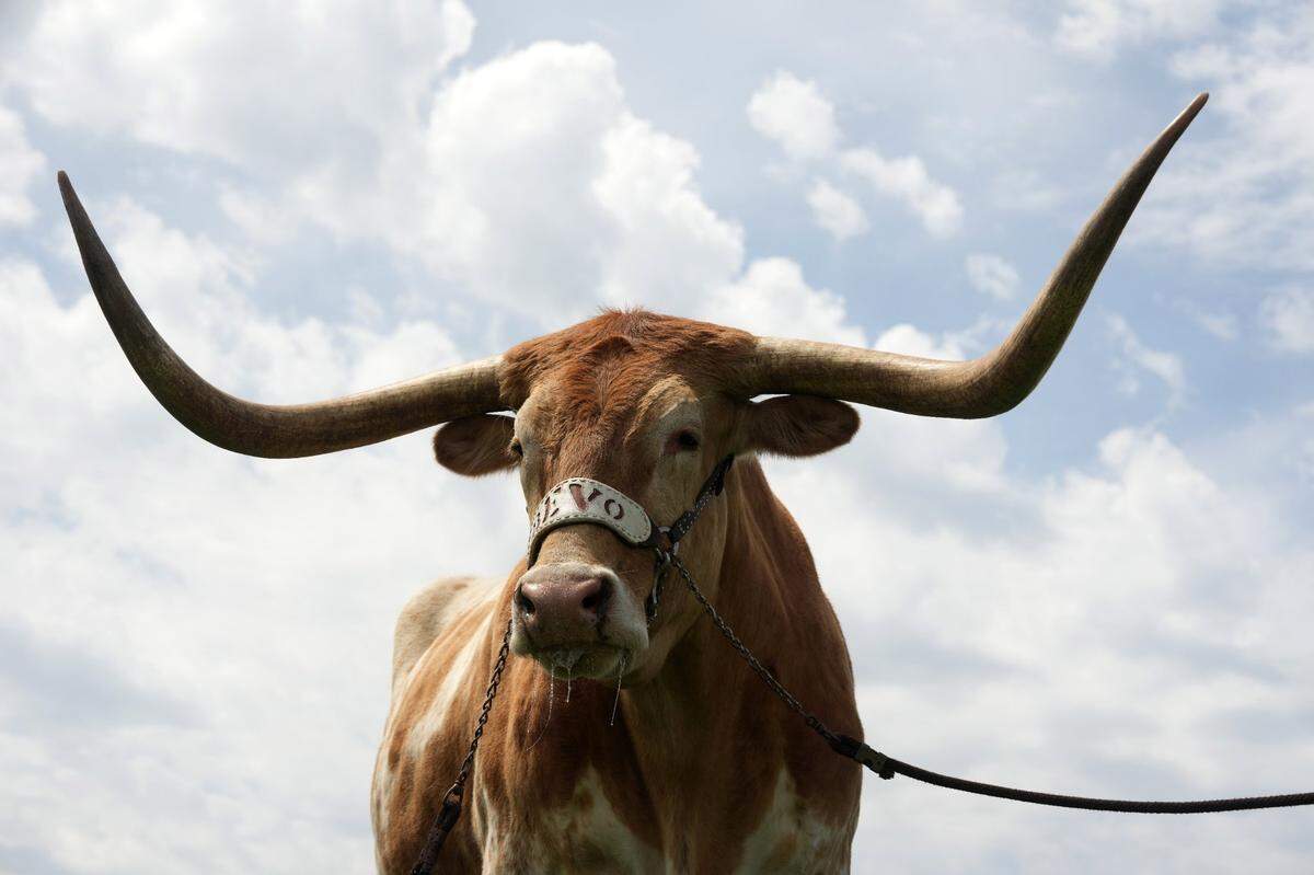 Texas Longhorns mascot Bevo XV will become a familar sight in the new-look SEC.