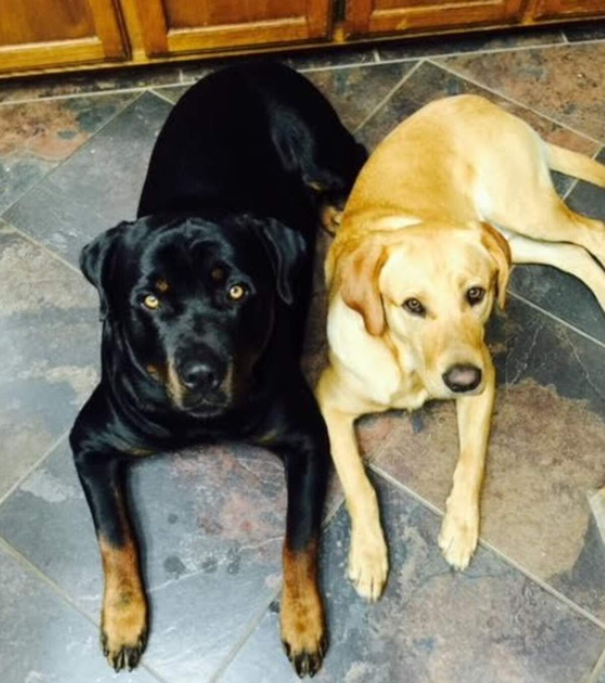 Benny (l) and Butch chased suspects out of a Woodhaven home in Fort Worth.