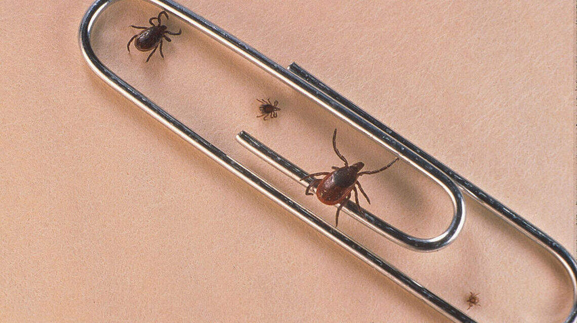 Tick-Borne Illness Has More Than Doubled in the U.S. — What You Need to Know to Stay Safe This Season