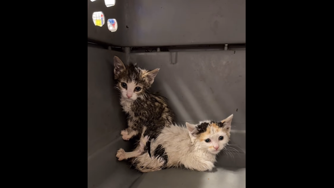 The kittens keep to the back of their crate in terror.