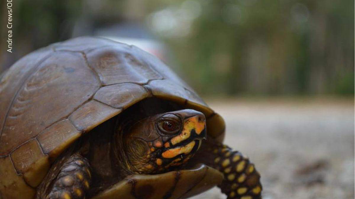 A New Jersey man pleaded guilty Wednesday to taking more than 1,000 box turtles from Oklahoma in a wildlife smuggling syndicate, prosecutors say. Photo from Oklahoma Department of Wildlife Conservation.