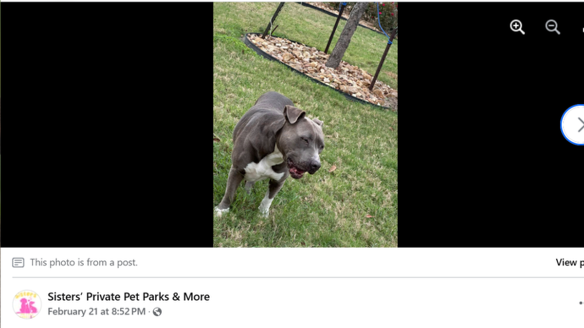 Silver, a dog who ran away almost two years ago, was returned home thanks to her microchip and the dog-rescuing sisters who found her.