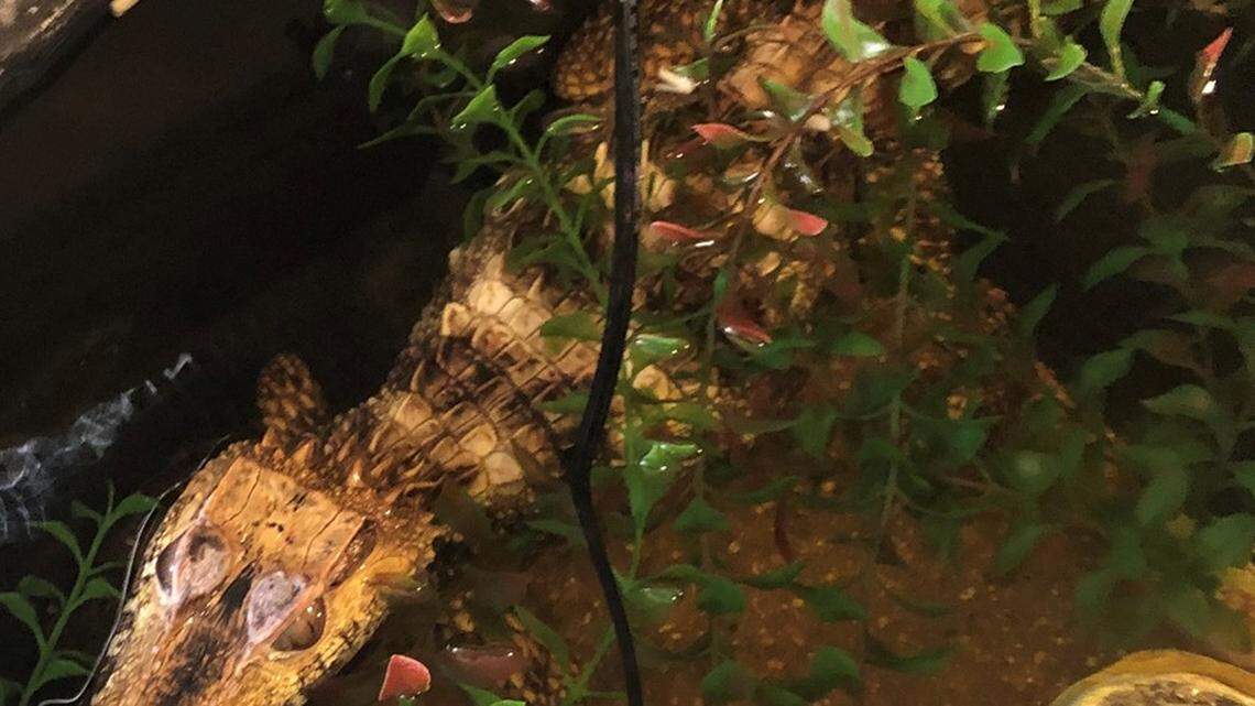This 3-foot-long alligator was found after a Crime Stoppers tip.