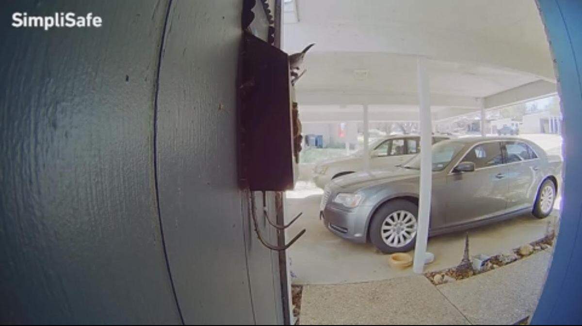 The homeowner captured video of the mail rifler, a Carolina wren, digging through her mailbox at her home in Fort Worth’s Wedgwood Square.