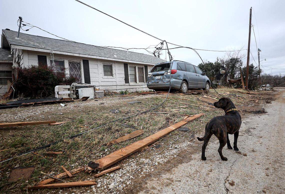 A dog walks down North 9th Street where homes where damaged in Jacksboro by the March 21 tornado.