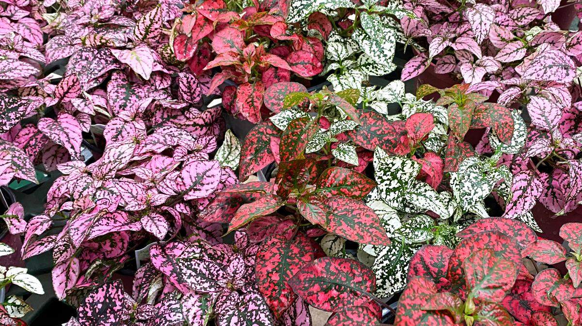 Polka dot plants include different shades of red, rose, pink, lavender, near-purple and white.