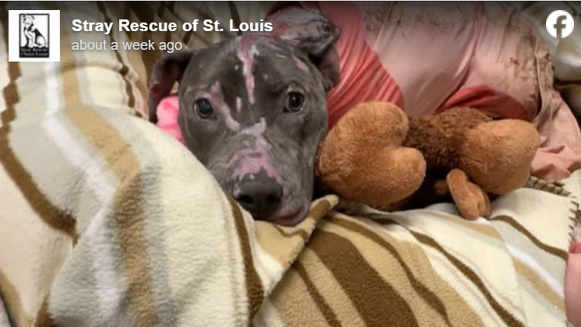 Wiggly dog spent her life in kennel — then it caught fire. Now Aria needs a home