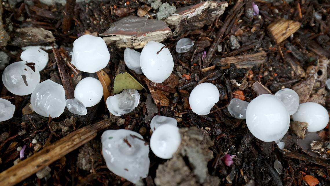 Around gum ball sized hail fell in the Fairmount neighborhood area of Fort Worth on Thursday, March 16, 2023.