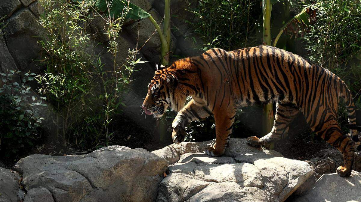 Photos: Lions, tigers, leopards and more. See what’s new at the Fort Worth Zoo