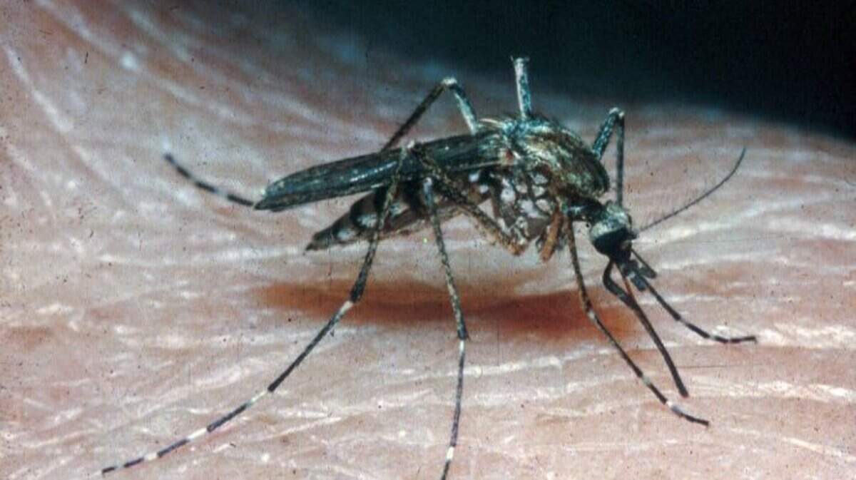 The floodwater mosquito Aedes vexans, which can be larger and more aggressive than typical mosquitoes in North Texas.