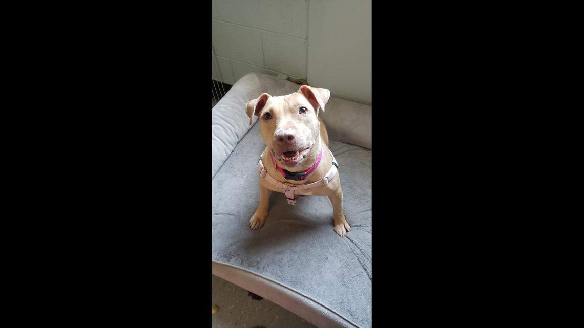 Cayenne has come a long way since arriving at the shelter.