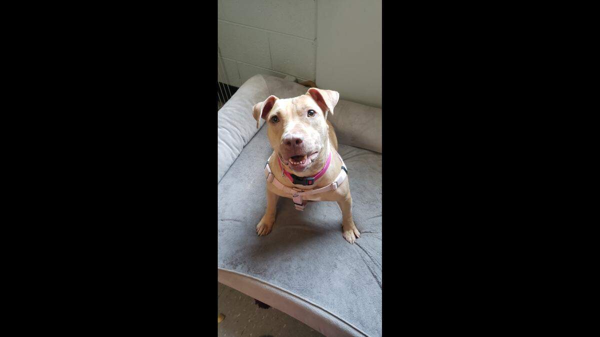 Cayenne has come a long way since arriving at the shelter.