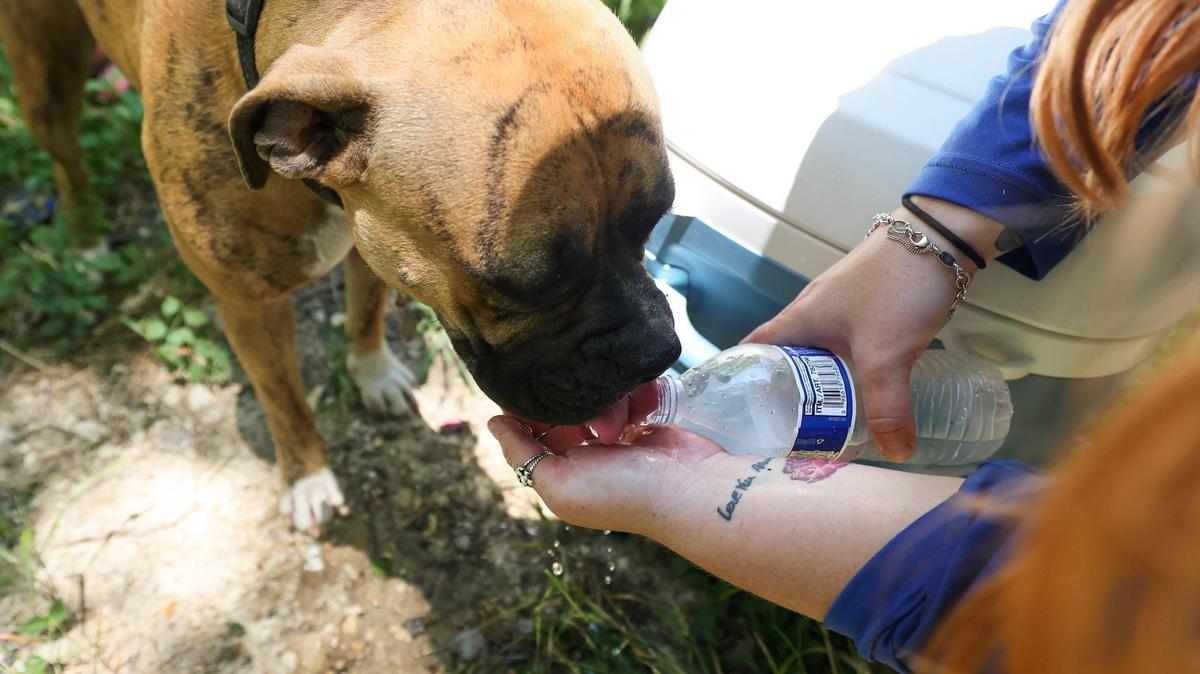 DRC outreach team member Jordan Autry gives water to a dog while visited unsheltered clients on Friday, June 30, 2023, in Fort Worth.