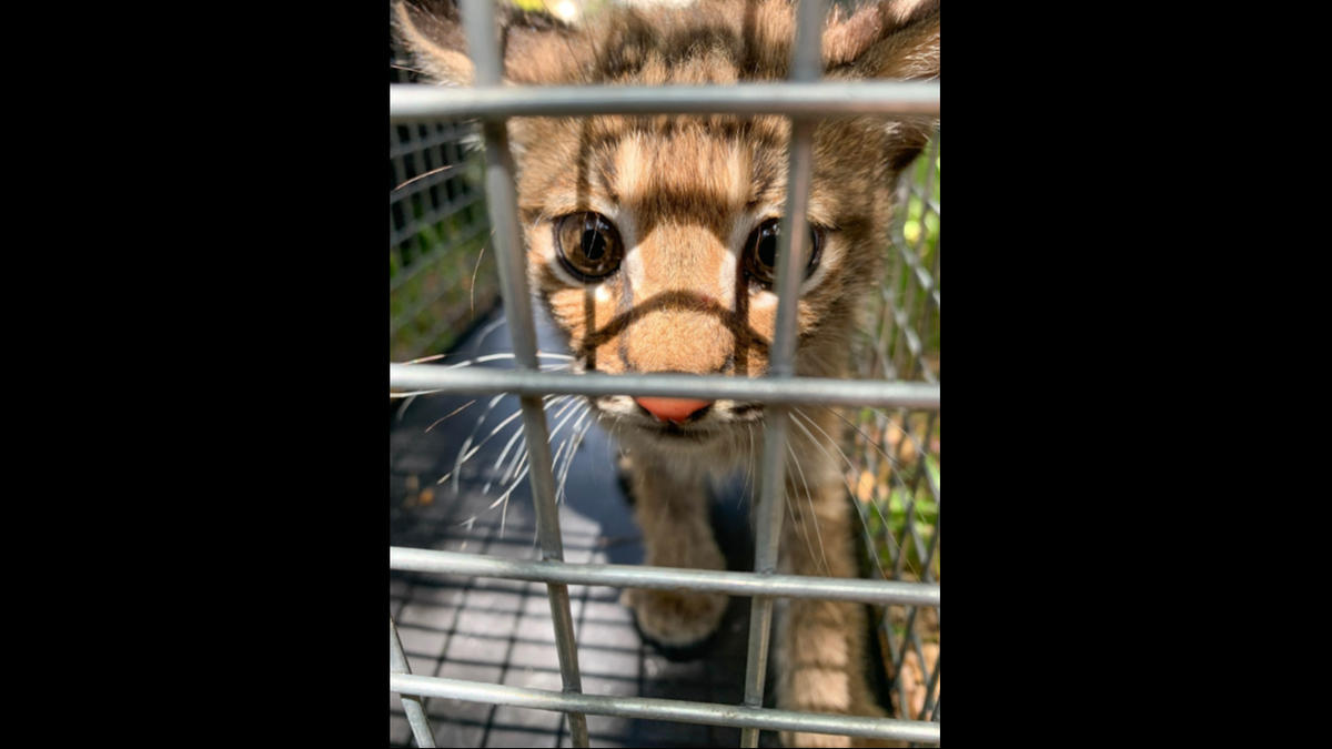 The kitten was captured by animal control officers and handed over to a wildlife rehab center in Georgetown, Texas, police said.