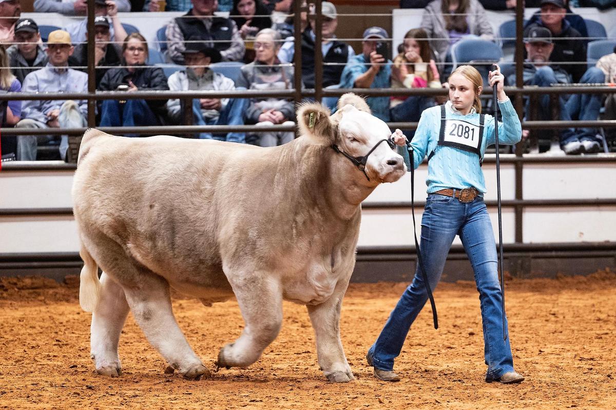 La Vernia resident Mattison Koepp, 16, walks out on to the stage with her steer at the Fort Worth Stock Show & Rodeo on Friday, Feb. 7, 2025. Koepp took home the Grand Champion Steer of the Show.