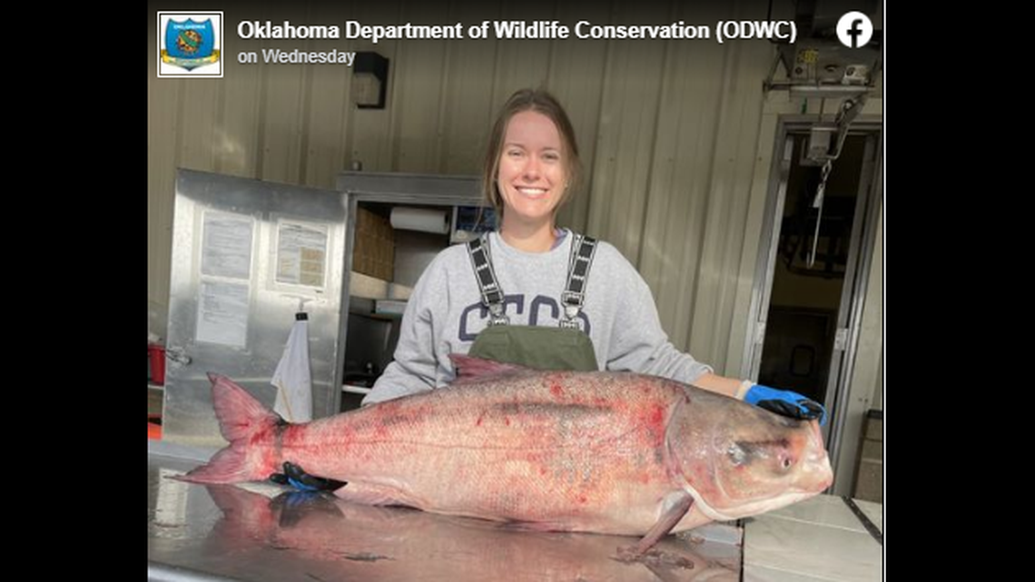 An 81.8 pound invasive bighead carp caught March 10 in Oklahoma’s Grand Lake was carrying 10 pounds of eggs, the state Department of Wildlife Conservation says
