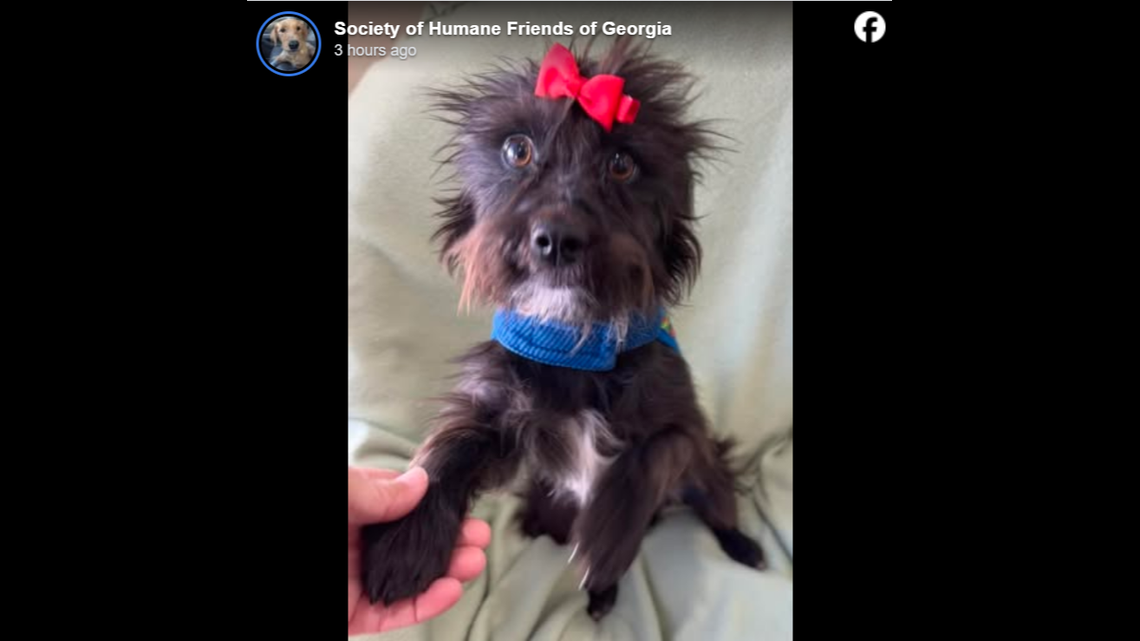 All Hazel wants for the holidays is unconditional love.