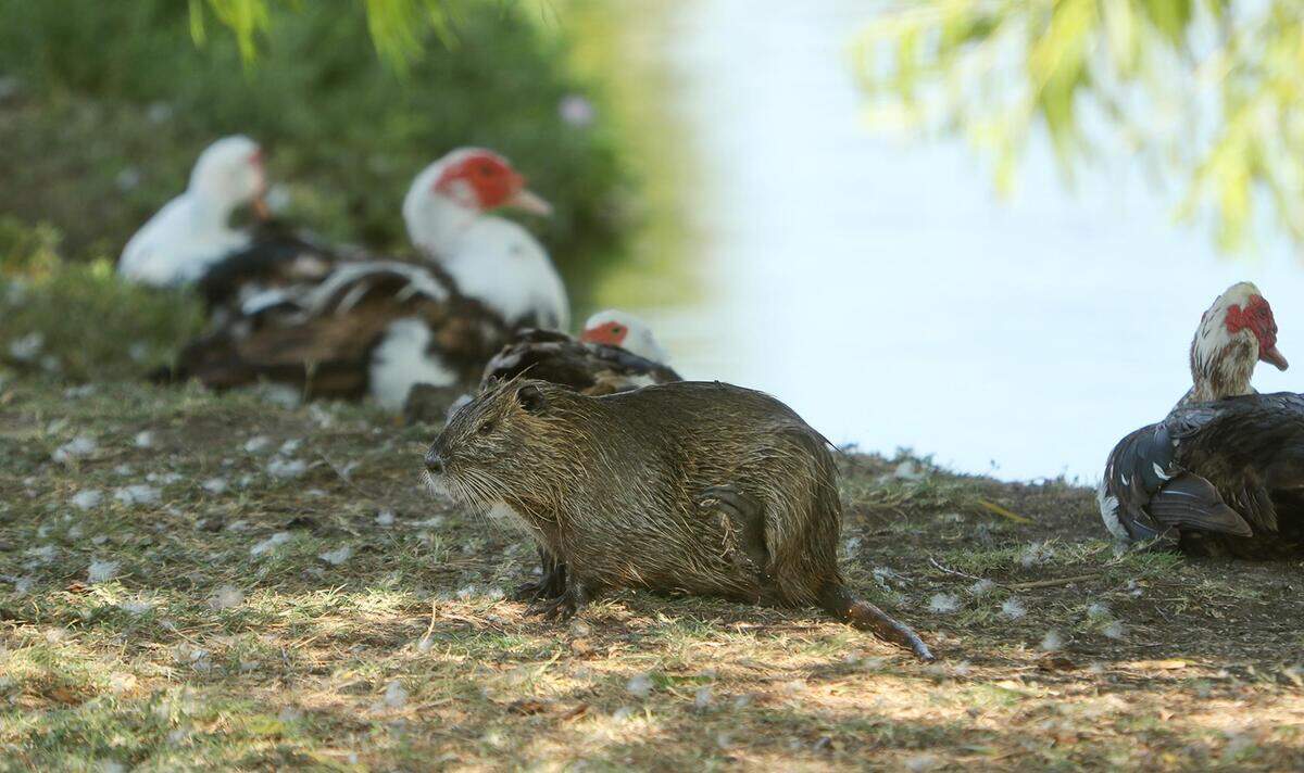 A colony of nutria rest near one of the ponds at Krauss Baker Park in Fort Worth on Friday, August 7, 2020.