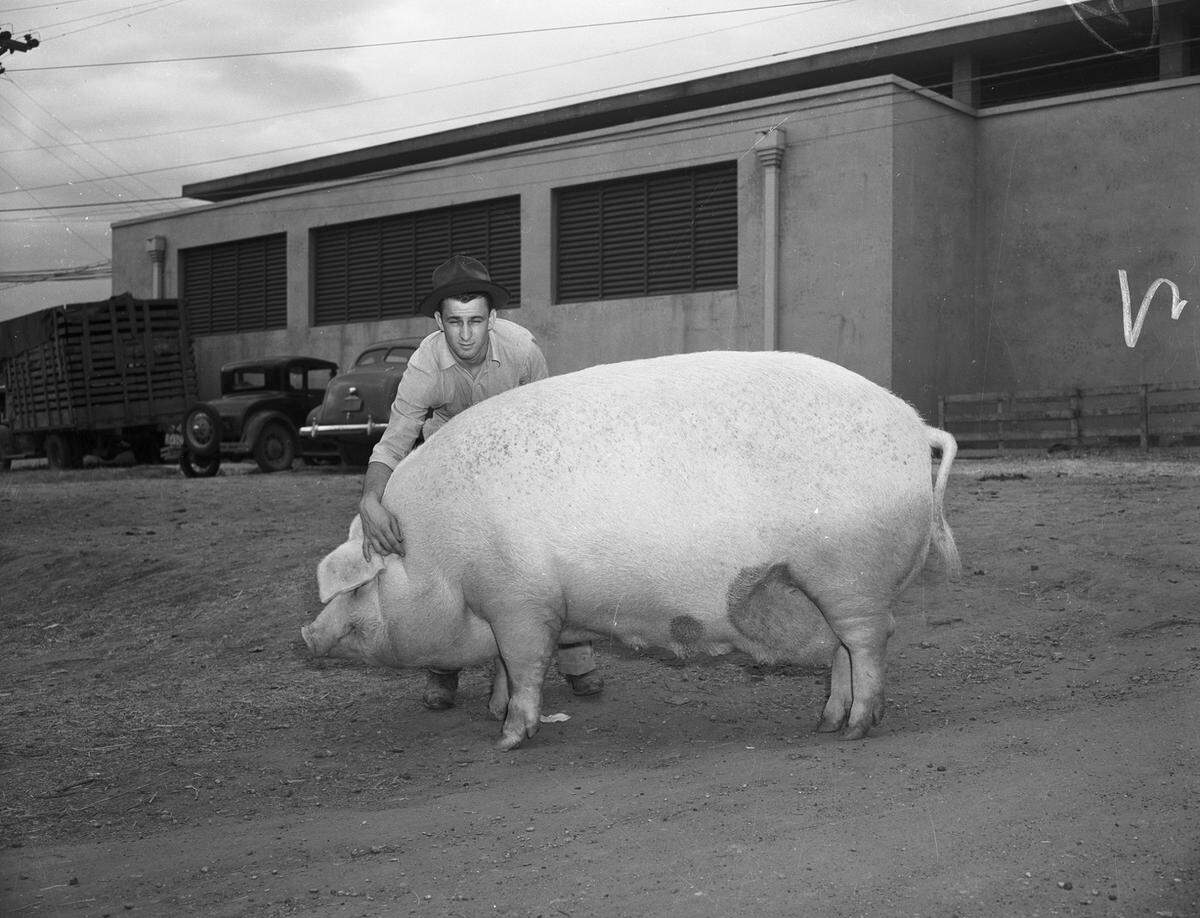 Oct. 17, 1940: Three of the Chester White hogs with which E.D. Heath & Sons of Hale Center practically swept the Chester White division of the State Fair of Texas hog show at Dallas last week. Blue Ribbon Girl, senior champion sow of the Chester White breed at the fair is pictured here. The man with the Blue Ribbon Girl is Aaron Gritzmaker, of Gritzmaker Brothers of Lahoma, Okla., new owners of the entire Heath show herd which was sold to them at the conclusion of the state fair judging.