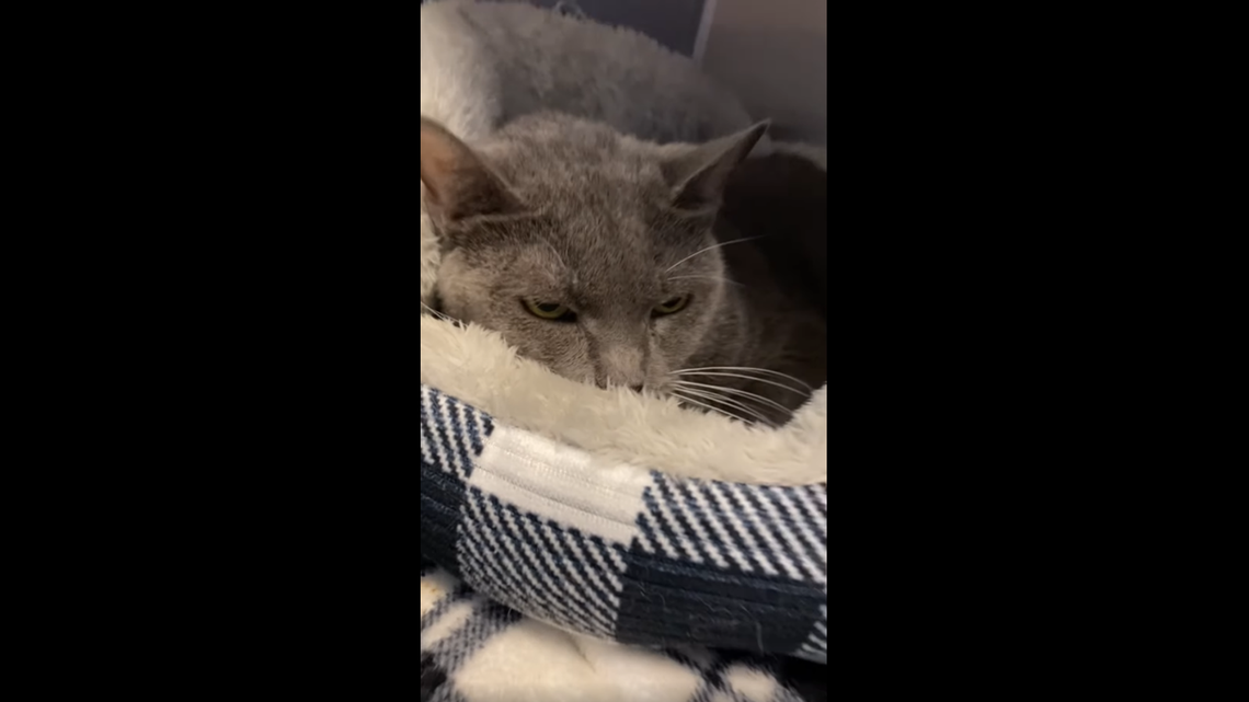 Blaney tries to sleep in her kennel, ignoring the world.