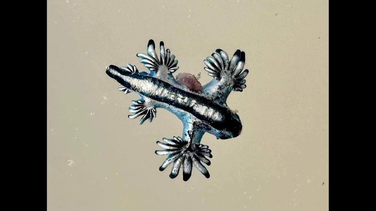 “Blue dragons” are washing up on Texas’ Padre Island, photos show.