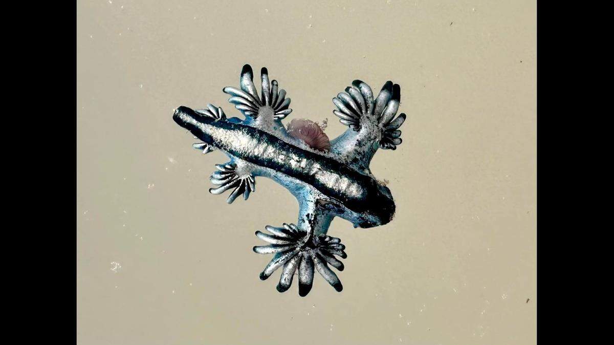 “Blue dragons” are washing up on Texas’ Padre Island, photos show.