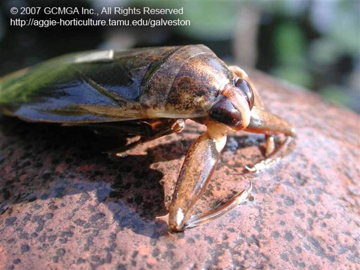 Giant Water Bugs are members of the order Hemiptera, true bugs. They are the largest true bug in the United States and Canada, growing up to 4 inches in length.