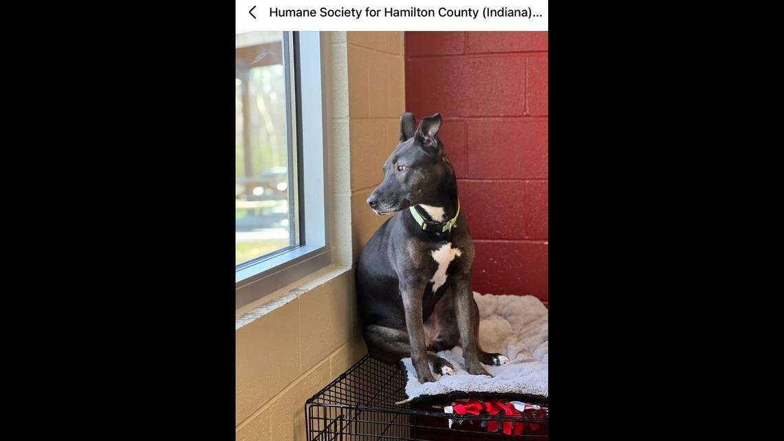 Luna looking out the window longingly.
